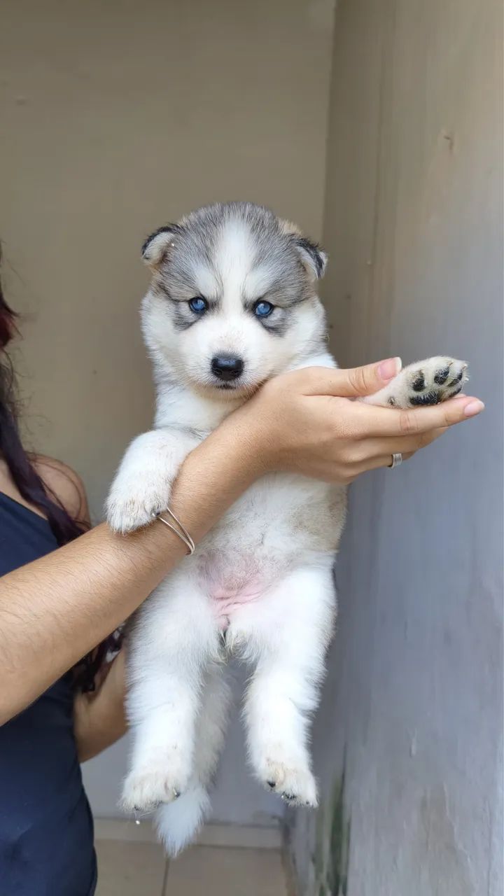 Filhotes de Husky super saudáveis  - Foto 5
