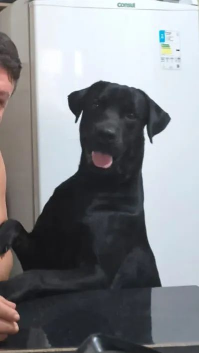 Labrador para cruzar - Foto 2