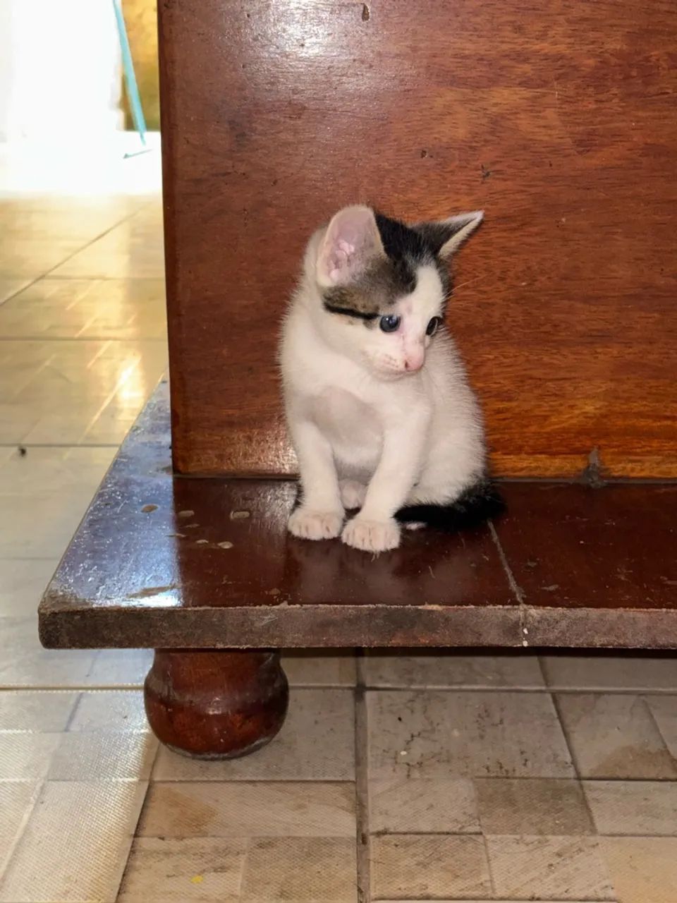 Gata para doação
