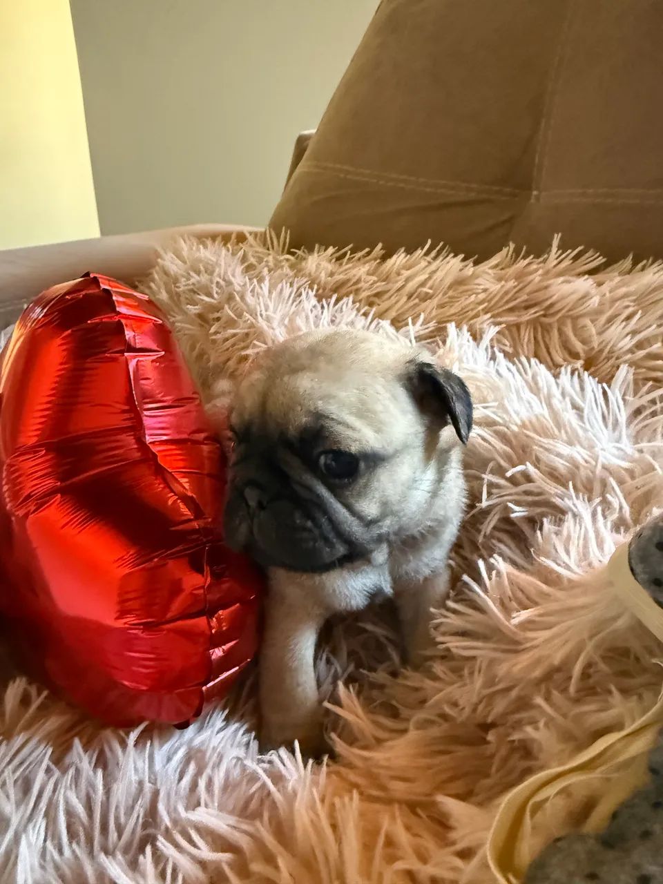 Lindos filhotes de Pug 