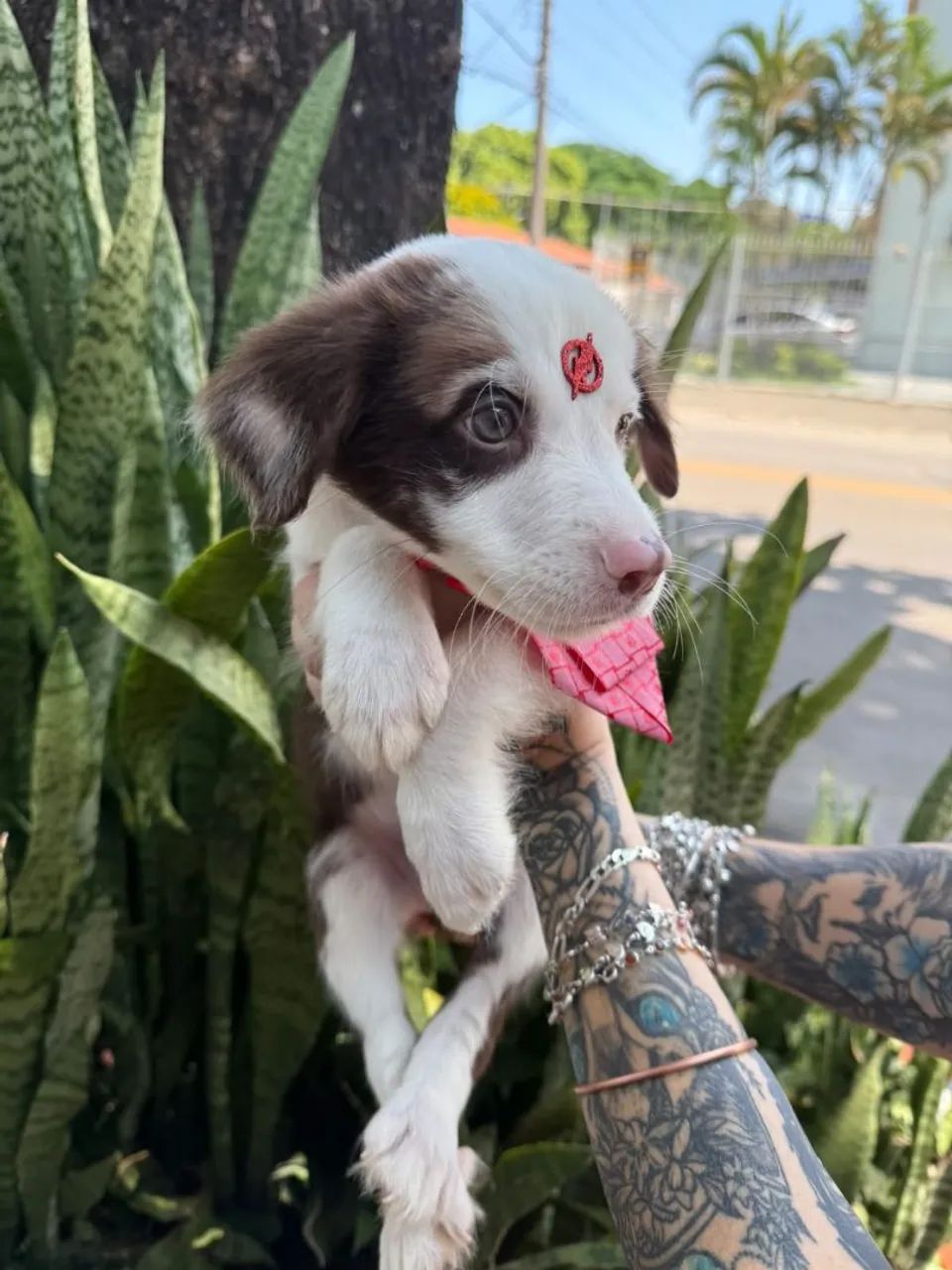Border Collie Filhotes 