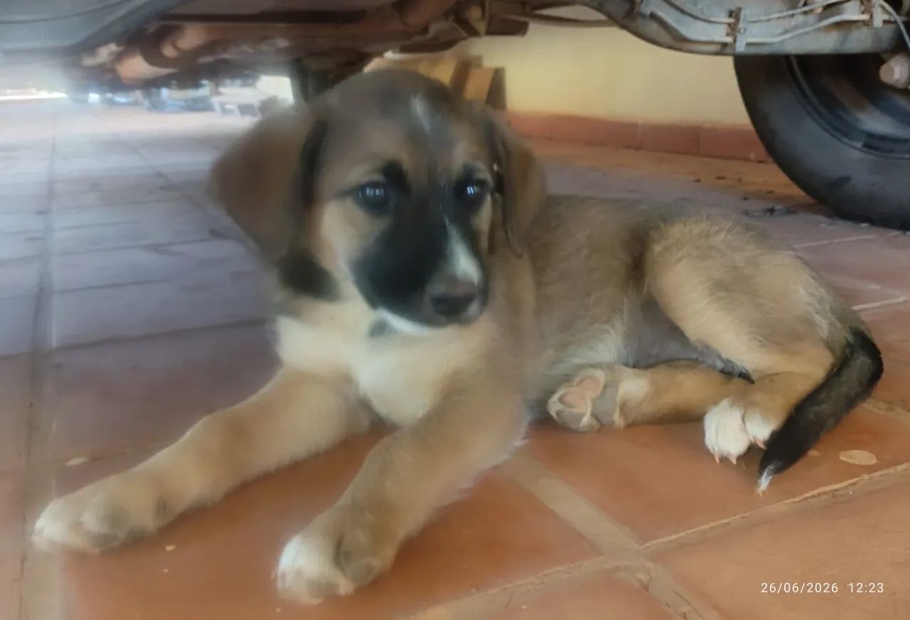 Cachorro - Foto 3