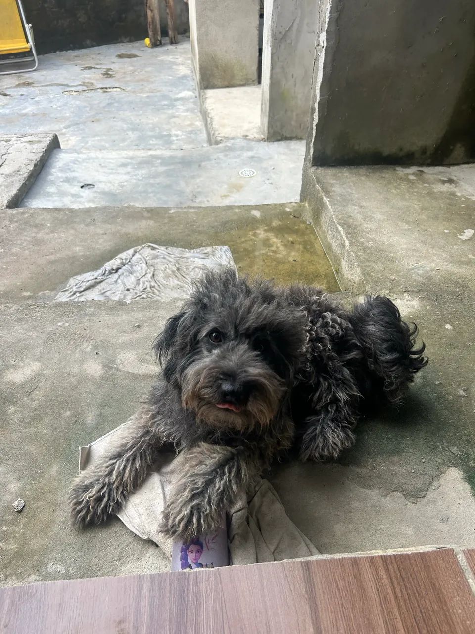 Doação Poodle  - Foto 4