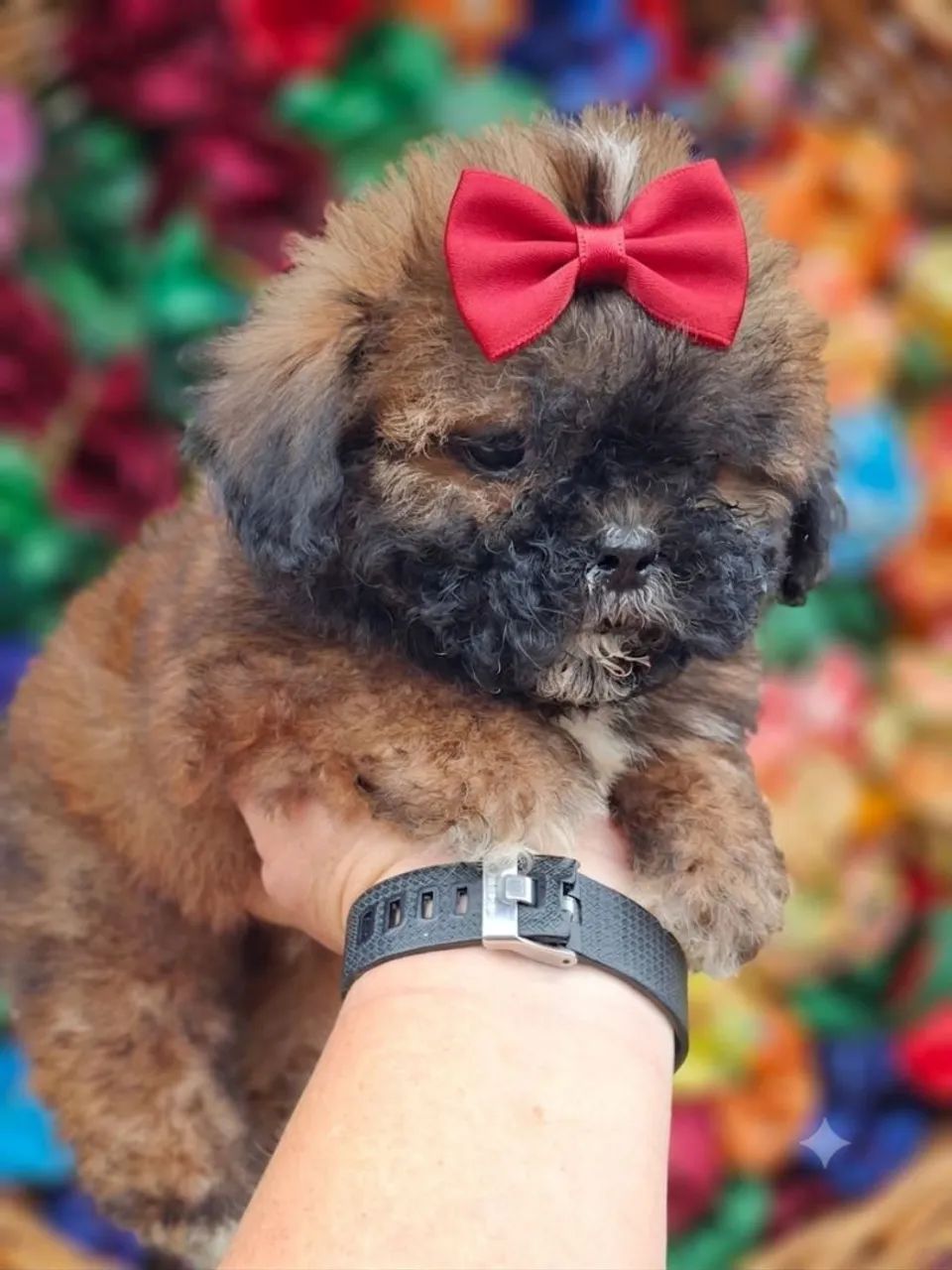 Lhasa apso fêmea preço imbativel 