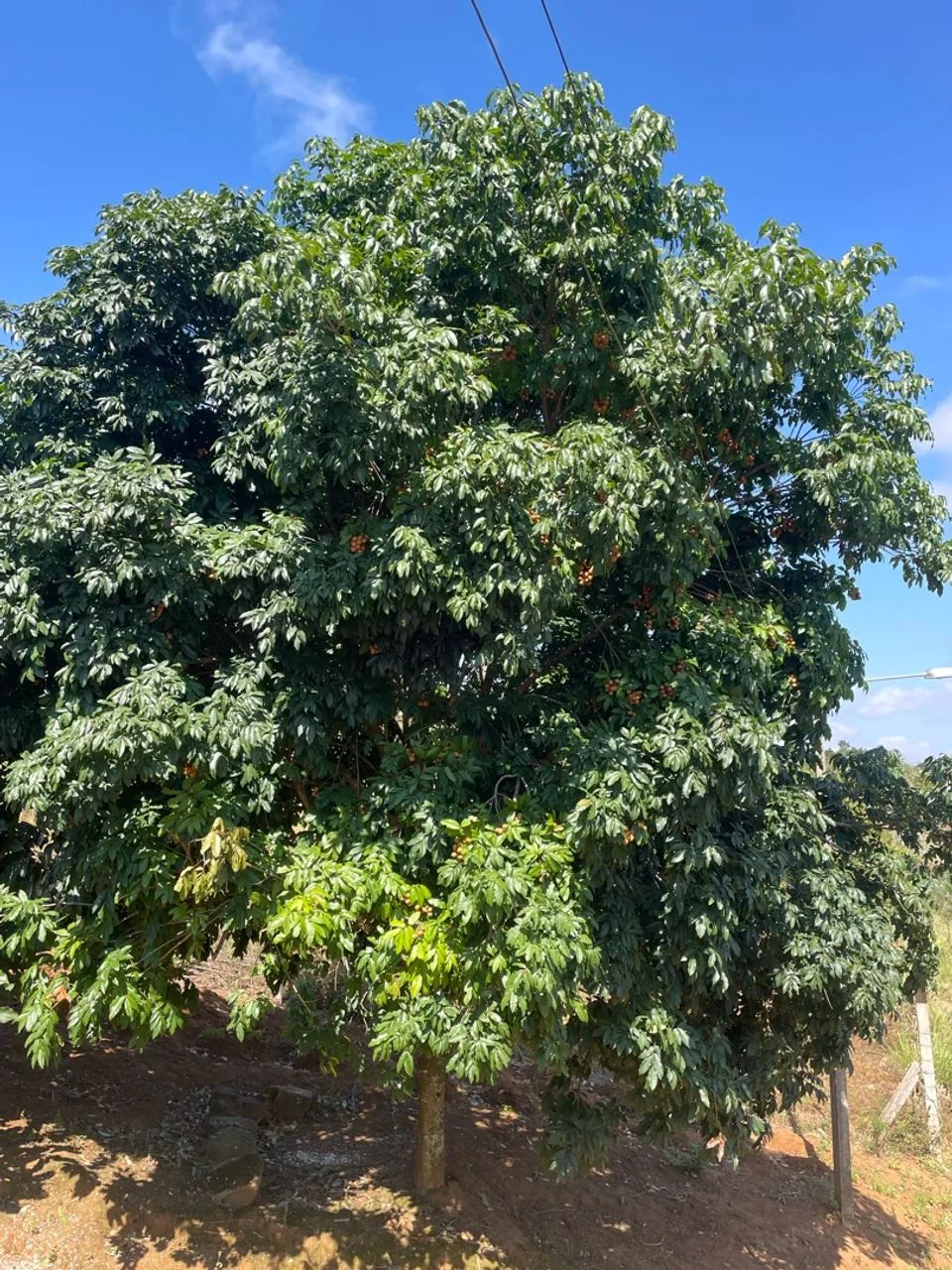 Sítio com uma tarefa em Água Branca - Foto 2