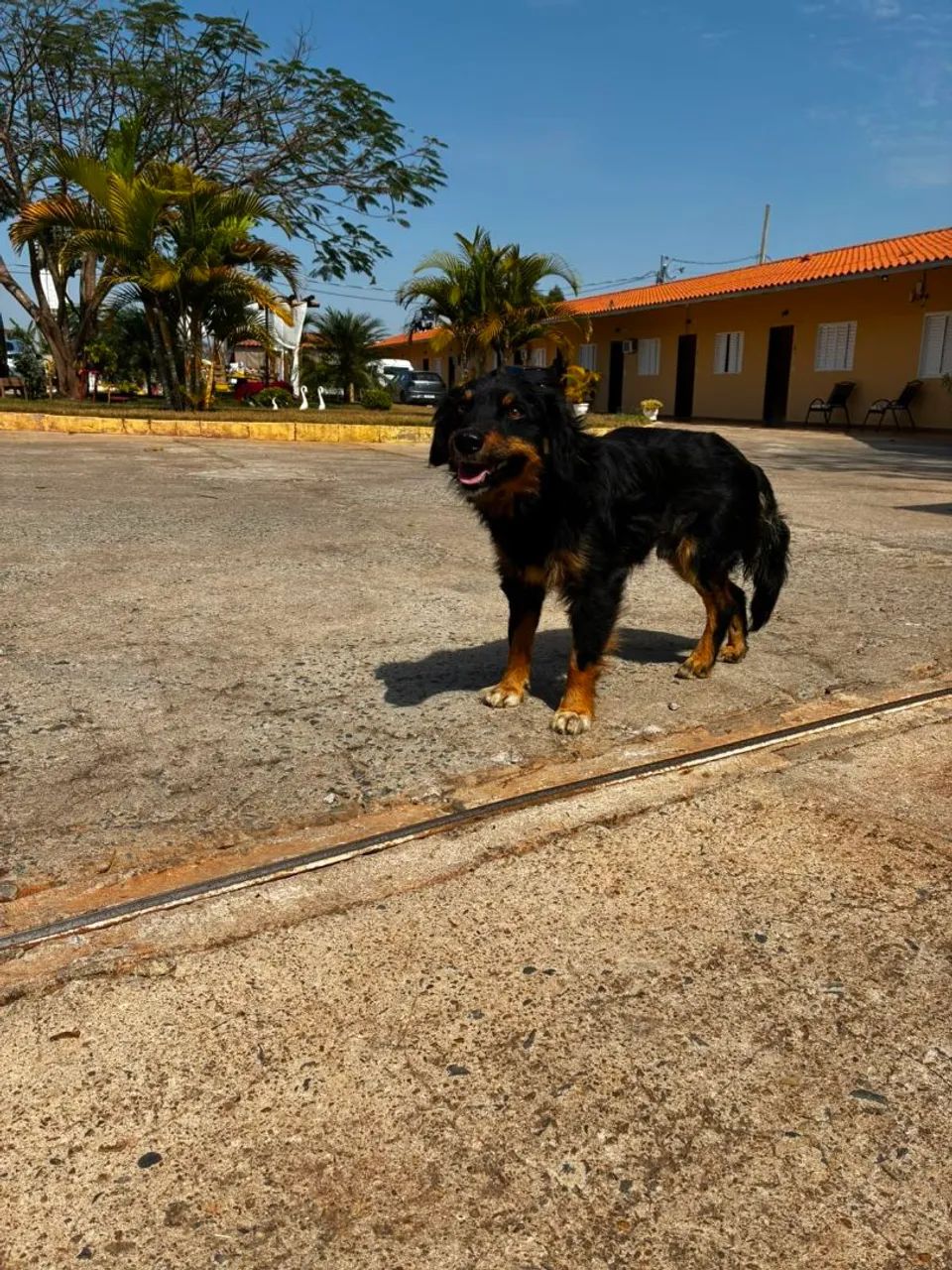 Cachorros - Foto 3