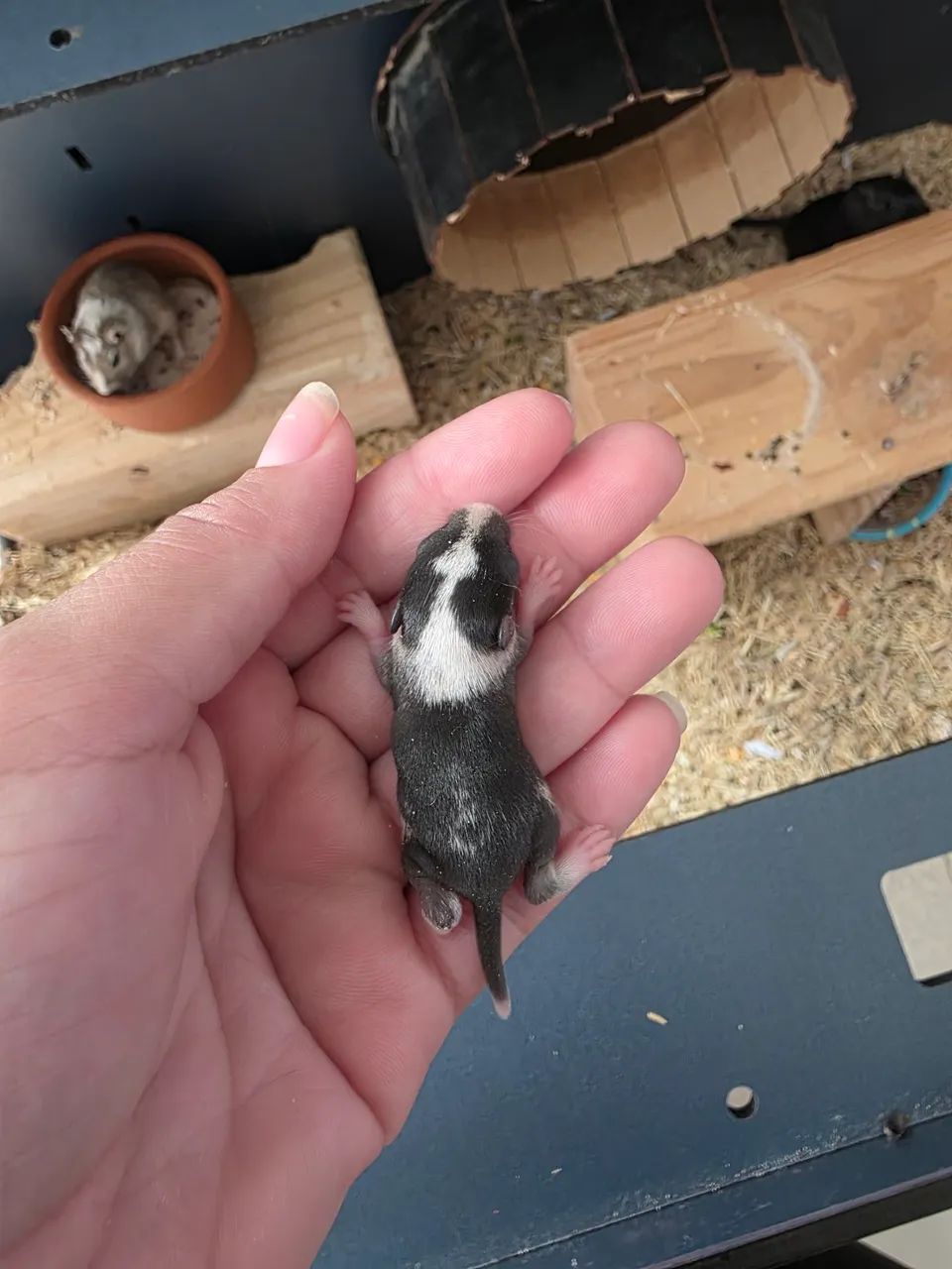 Vendo Gerbil (esquilo da Mongólia)