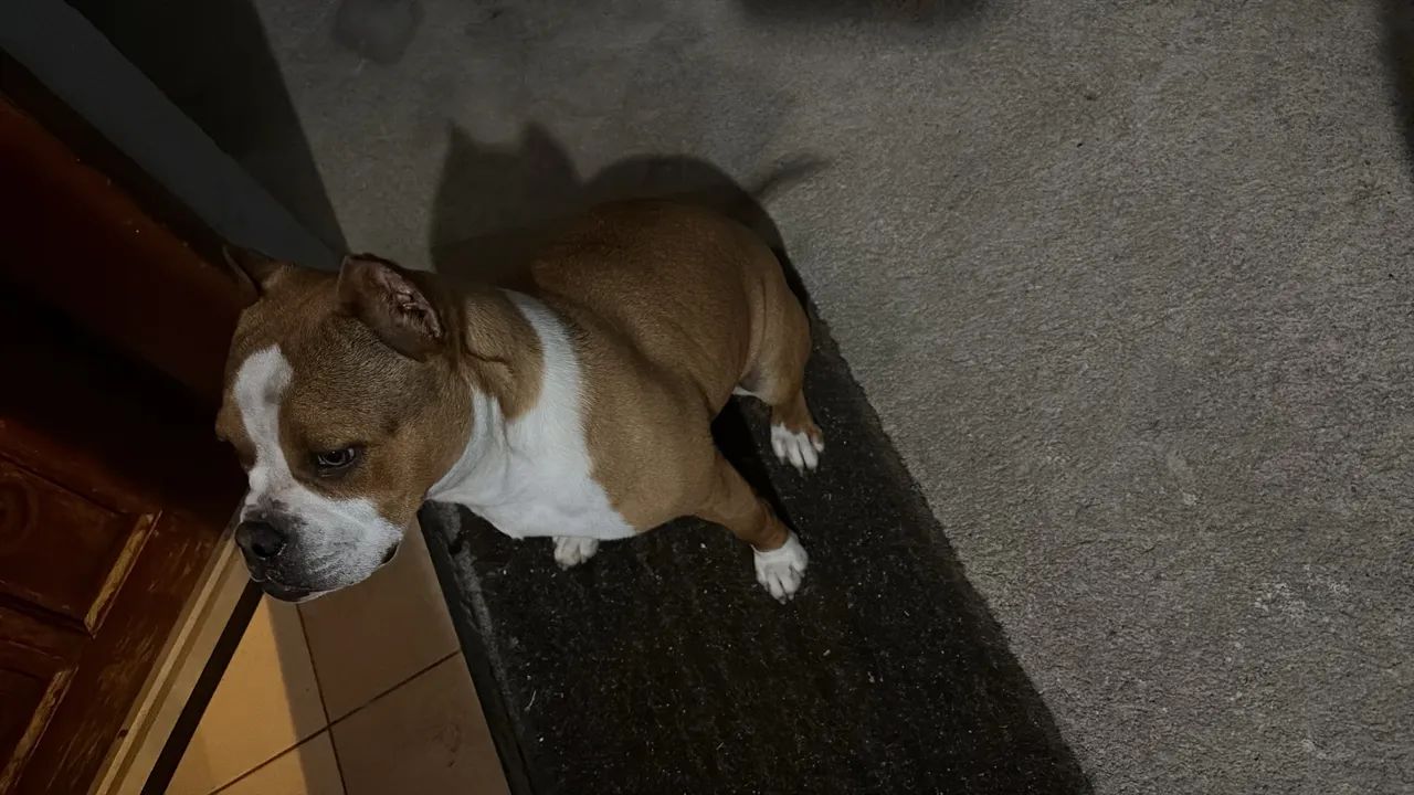 American Bully - Foto 2