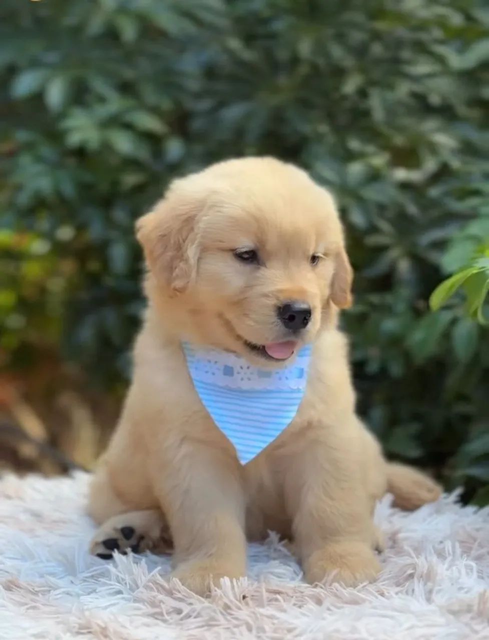 Golden retriever  - Foto 3