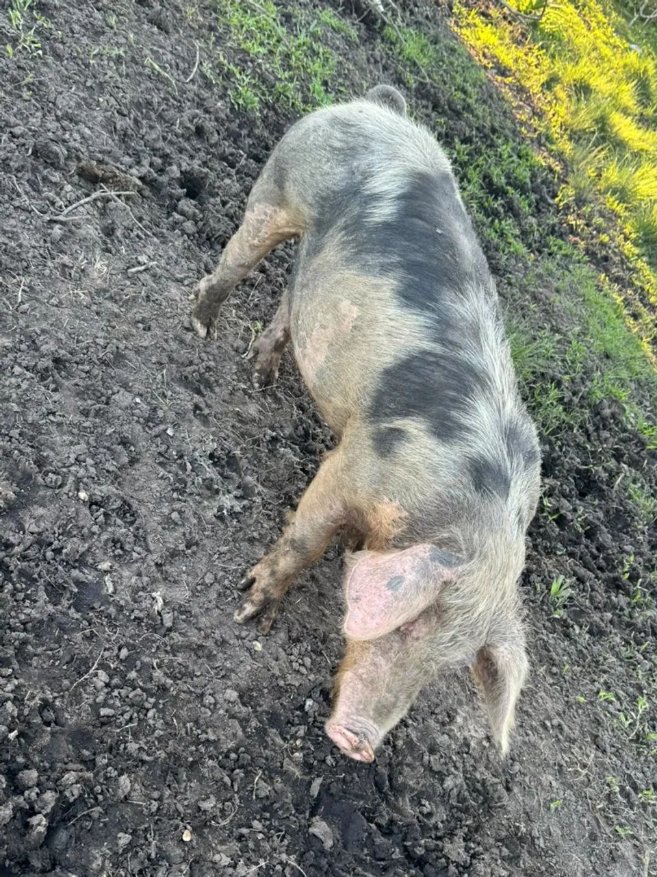 Porca  - Foto 2