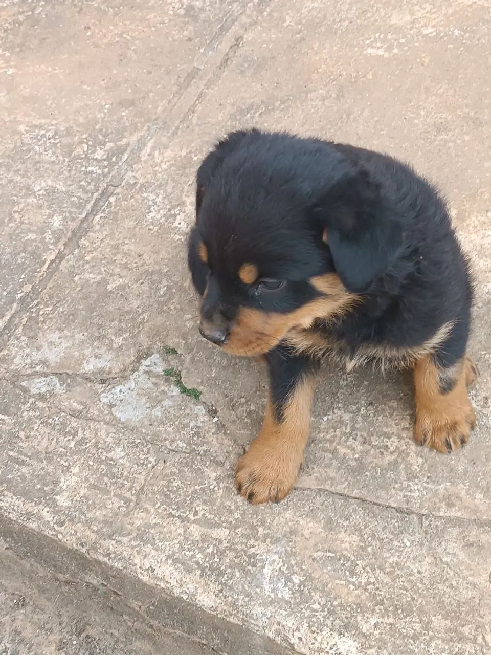 Filhotes de Rottweiler  - Foto 3