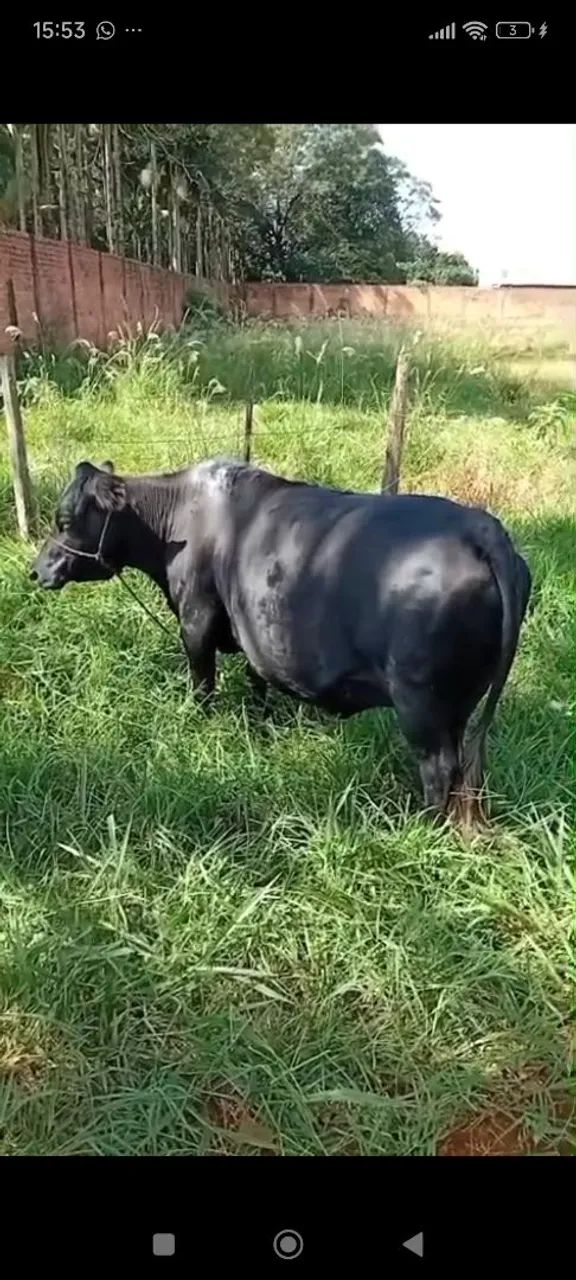 2 mini vacas