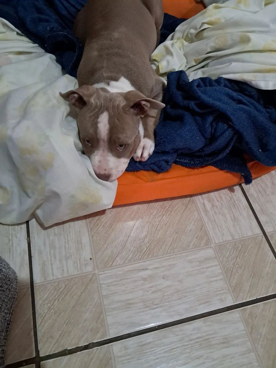 Cachorro  - Foto 4