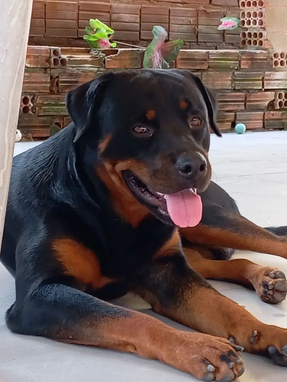 Procura - se parceira para o apollo 