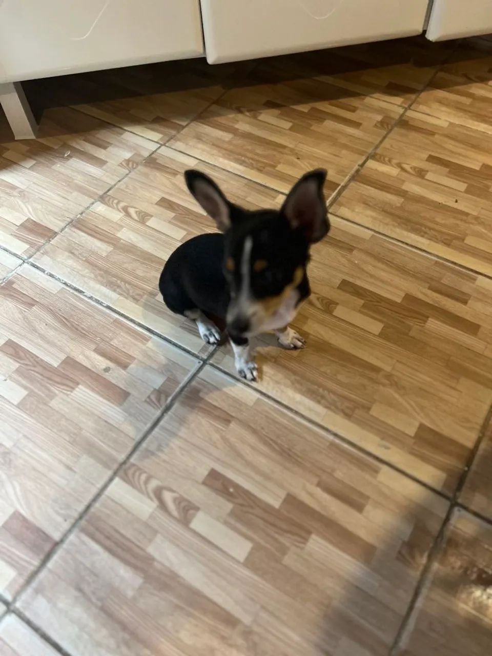 Lindo pinscher macho n 0 - Foto 3