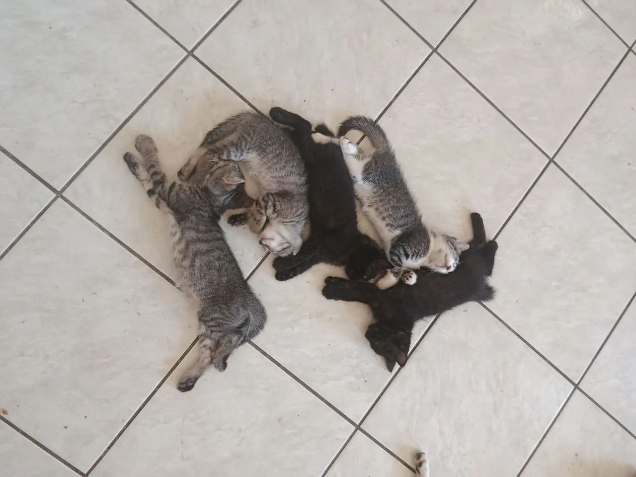 Gatinho fofinho pra adoção 