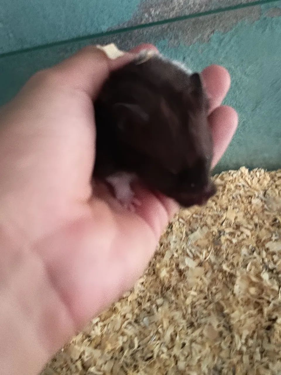 Hamster Sírio Panda - Foto 2