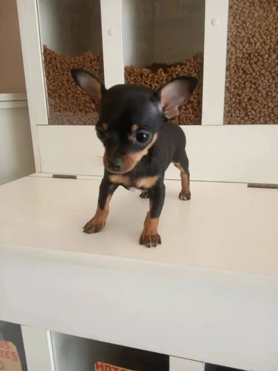 Pinscher Miniatura (00)
