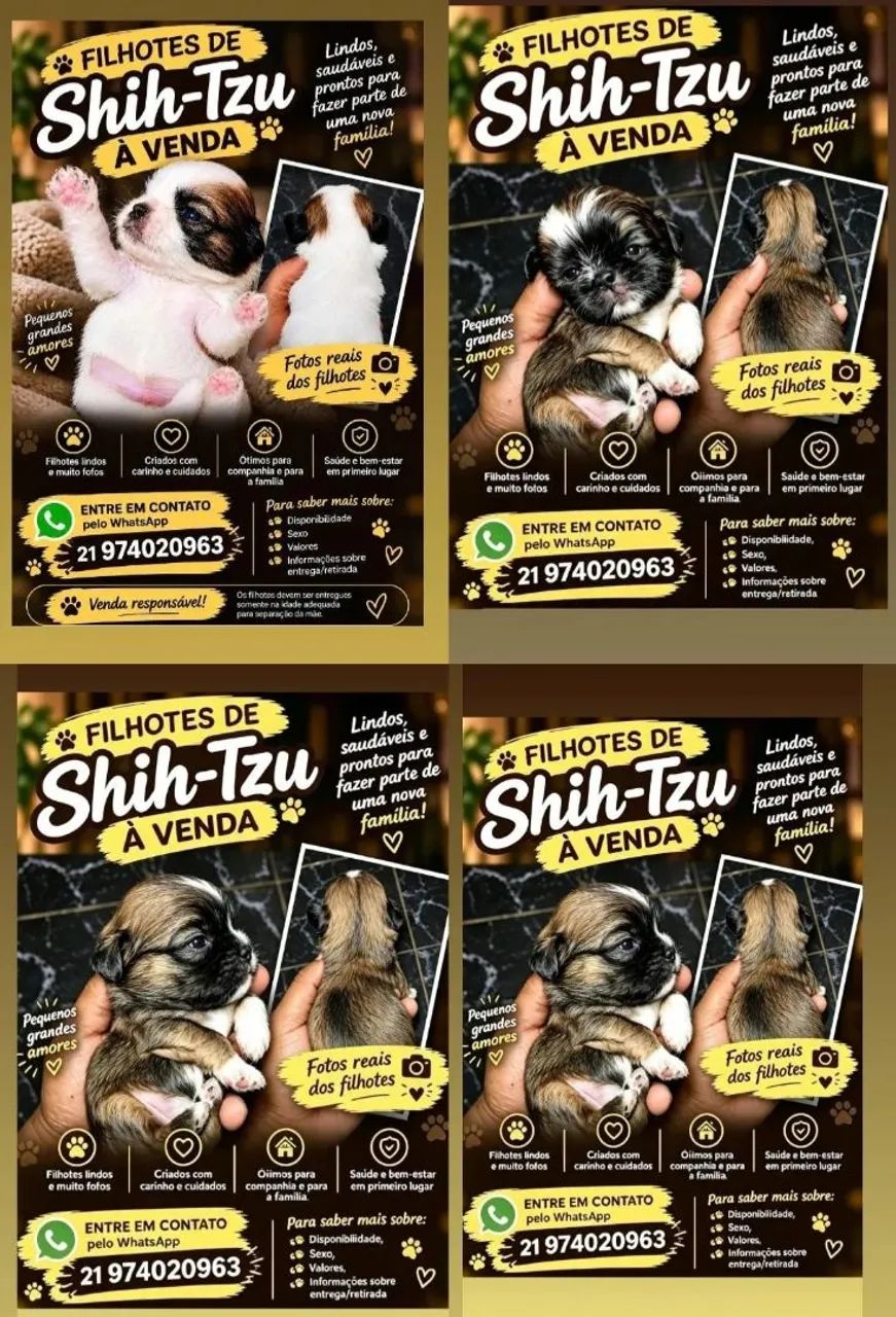 Shi tzu