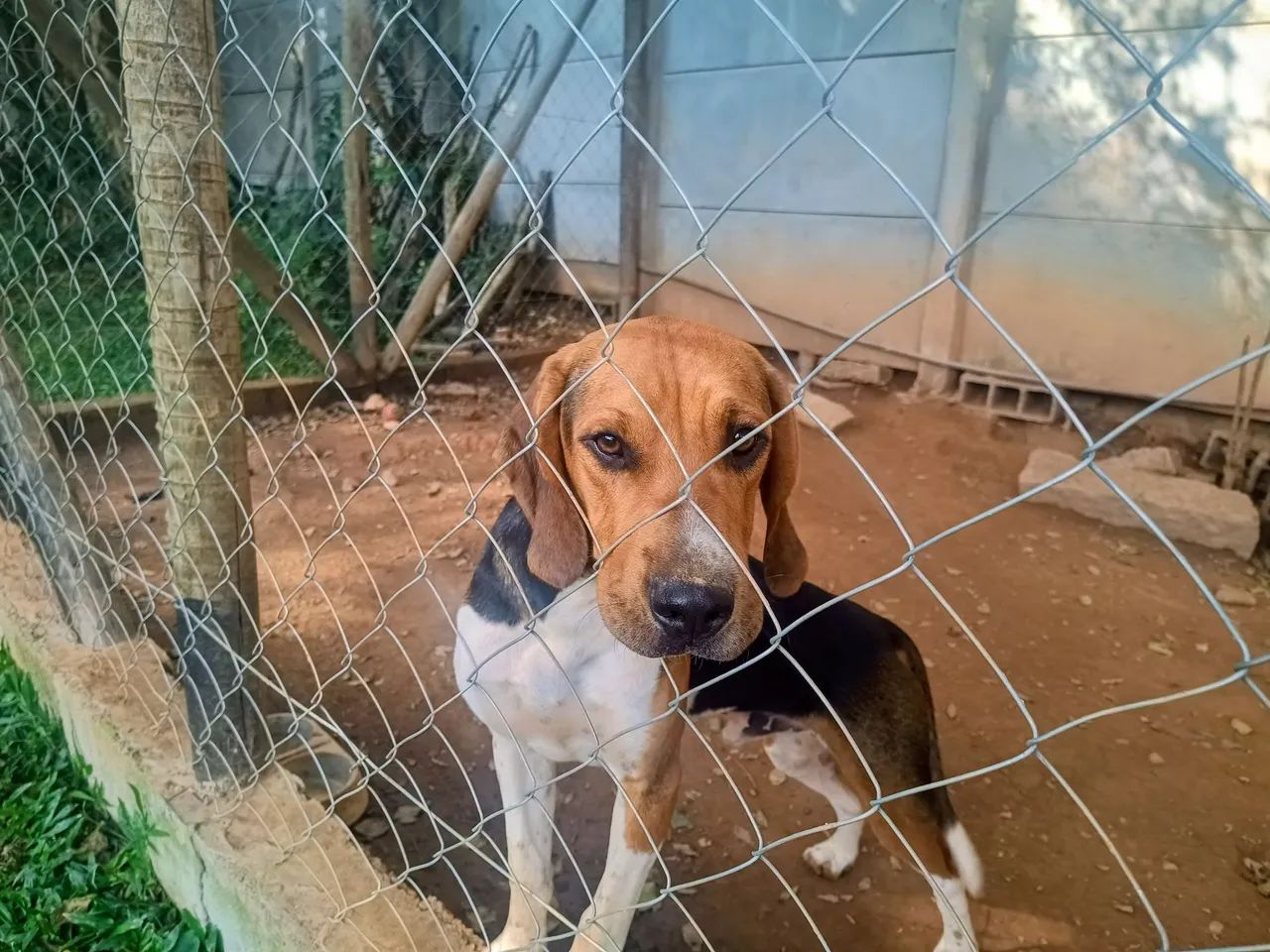 Americano Fox hound