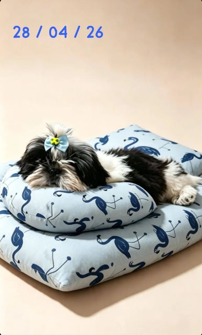 Shîh Tzu com 90 dias última oportunidade  - Foto 3