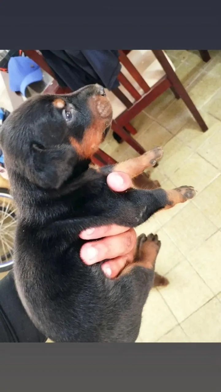 Doberman disponível  - Foto 3