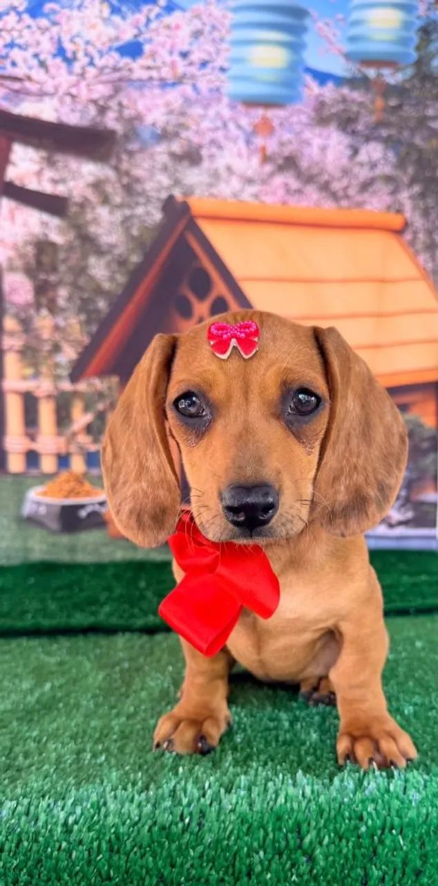 Dachshund filhotes  - Foto 3