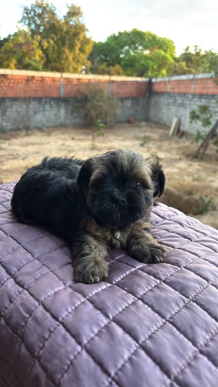 Filhotes de Shih Tzu! - Foto 3