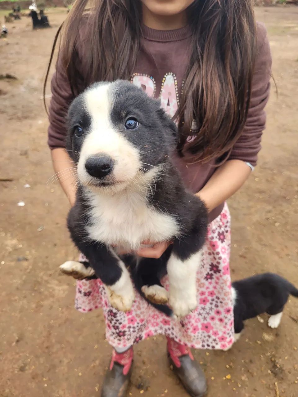 Border collie  - Foto 2