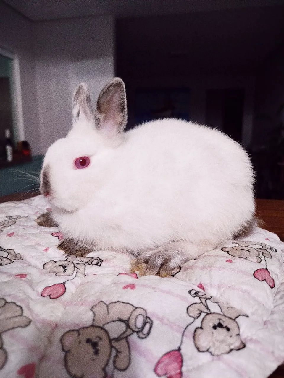 Filhote Coelho anão Himalaio - Foto 4