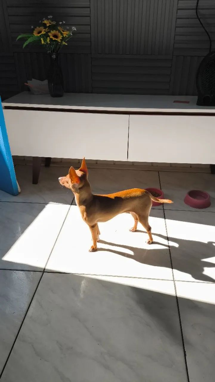 Pinscher 0 600 reais - Foto 3