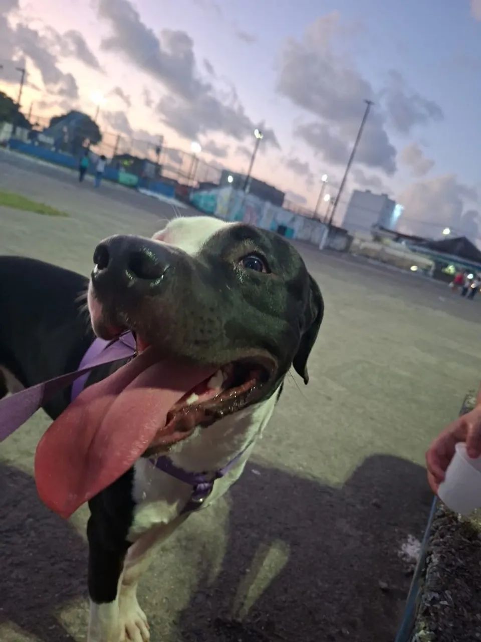 Cachorro Pitbull  - Foto 2