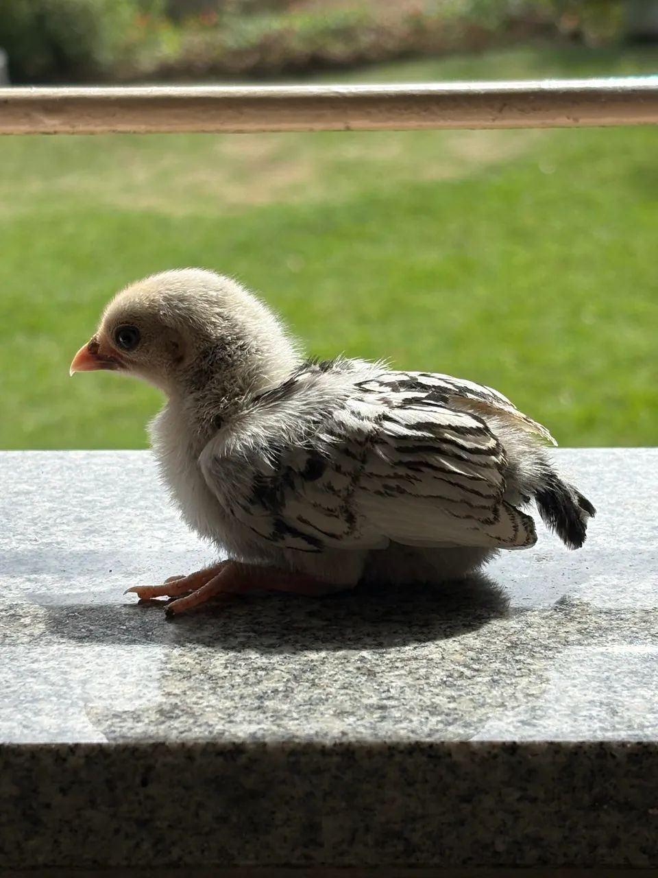 Pintinho de Garnizé Sebright - Foto 4