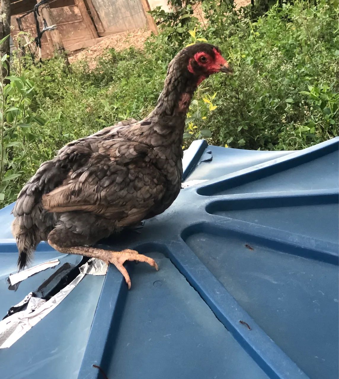 Galo e galinhas índios  - Foto 2