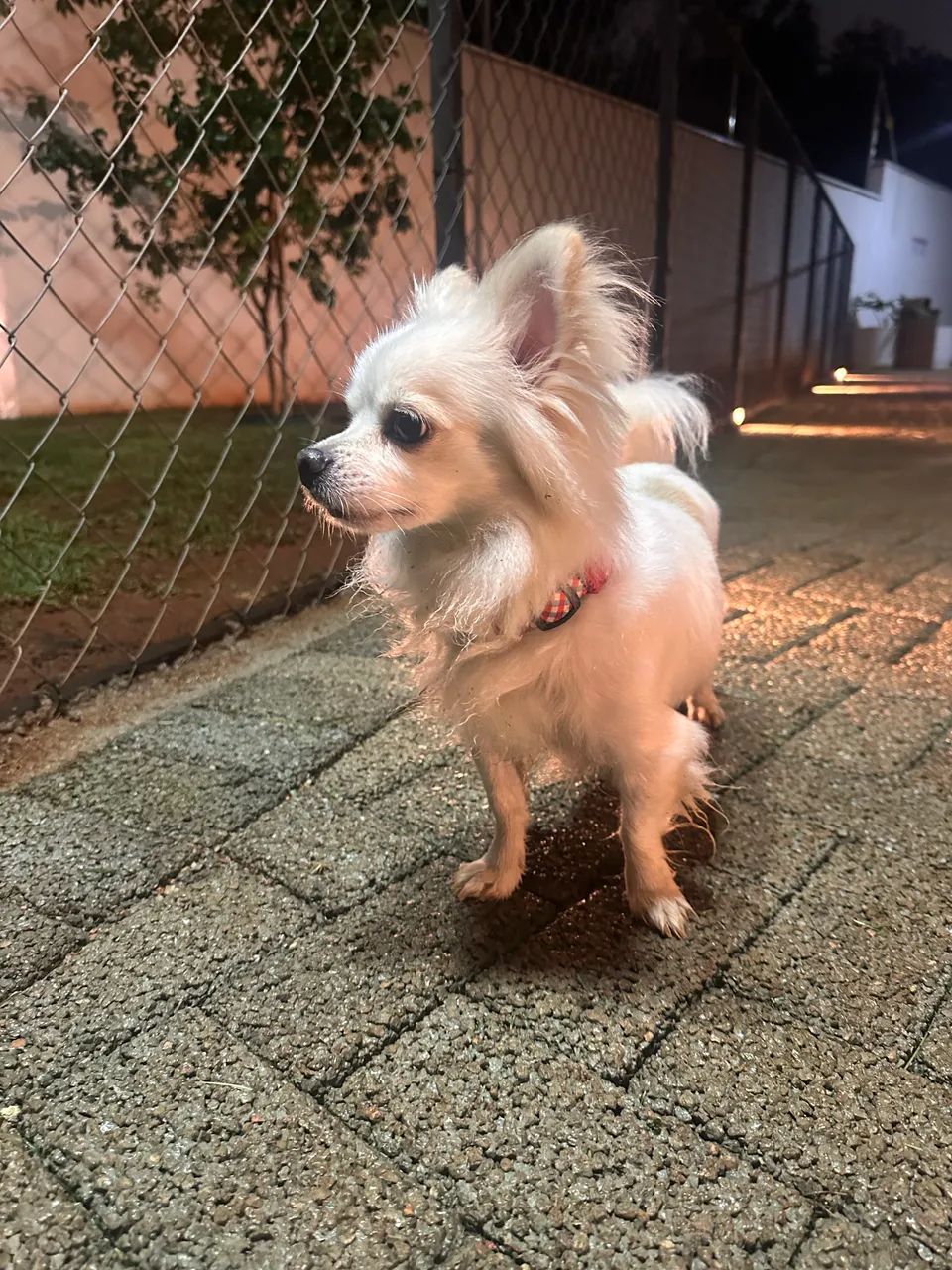 Procura-se namorada para o Chihuahua - Foto 2