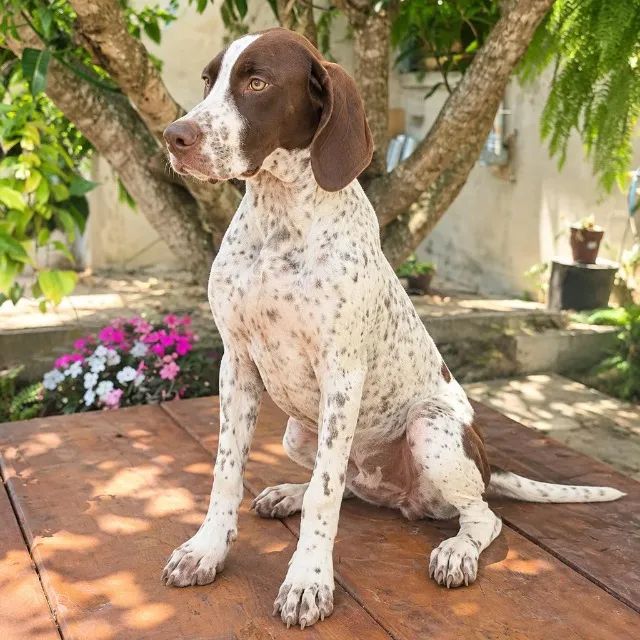 Filhotes de Pointer com Pedigree - Foto 4