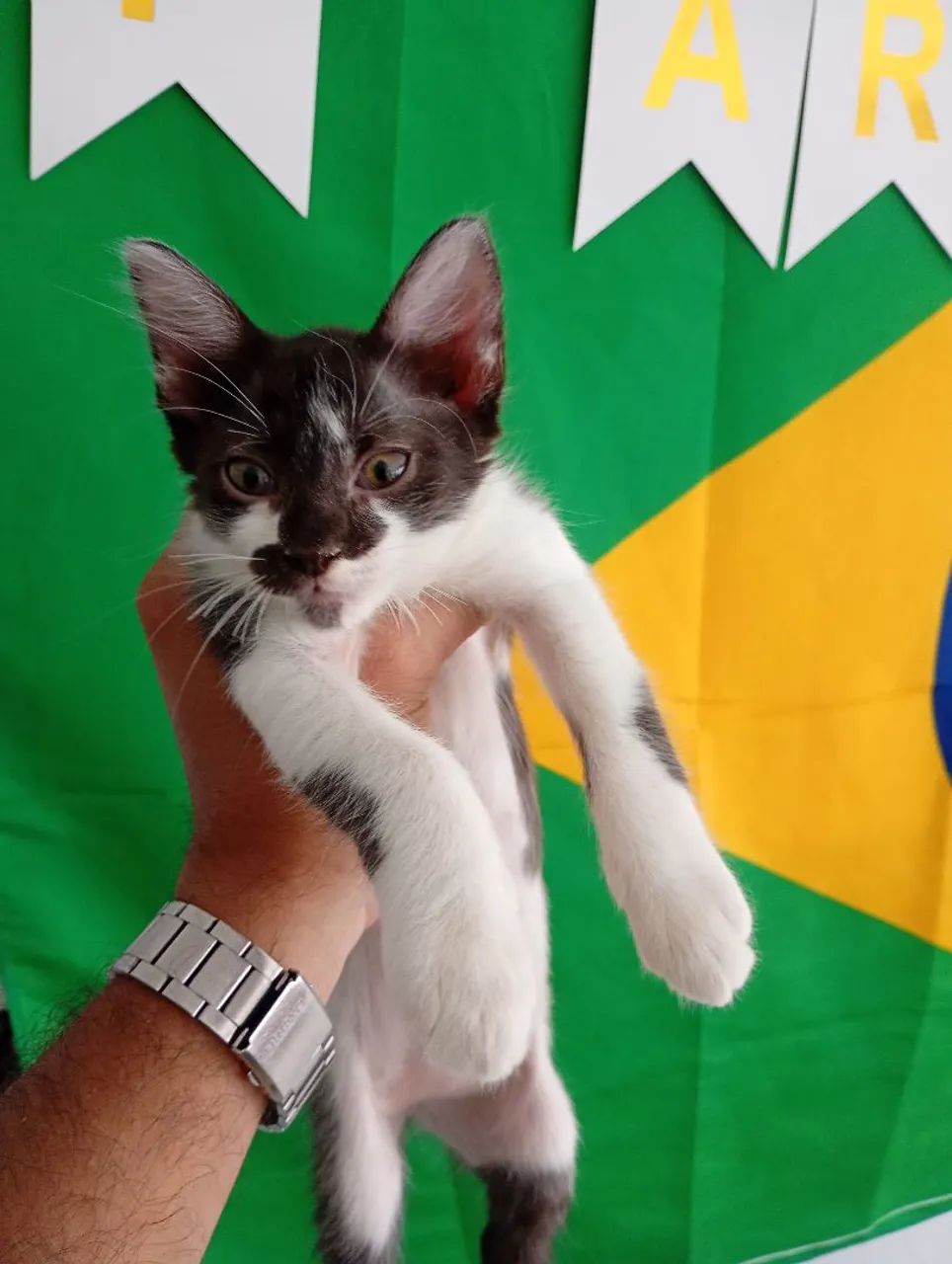 Filhotes de Gato  - Foto 3