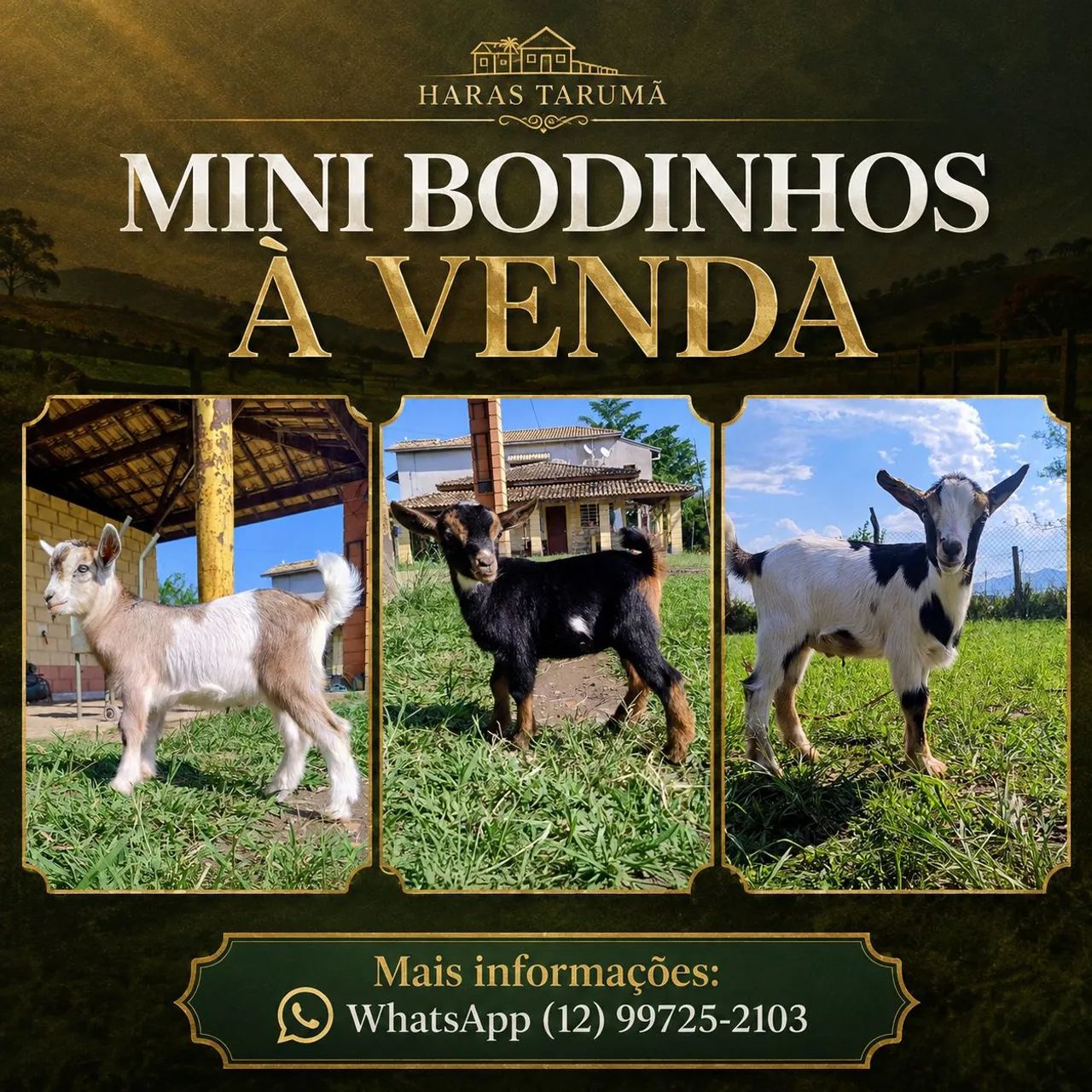 Mini Cabra