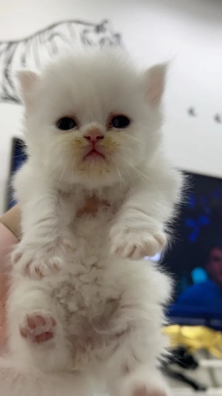 Gato Persa Filhote Branco Macho - Foto 2
