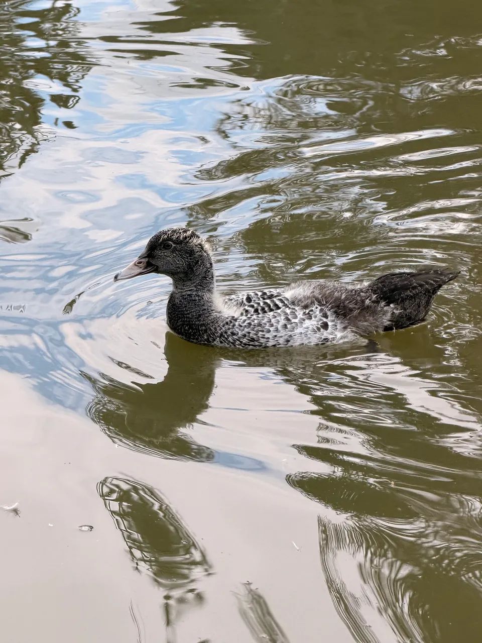 Patos Fêmea e Macho  - Foto 3