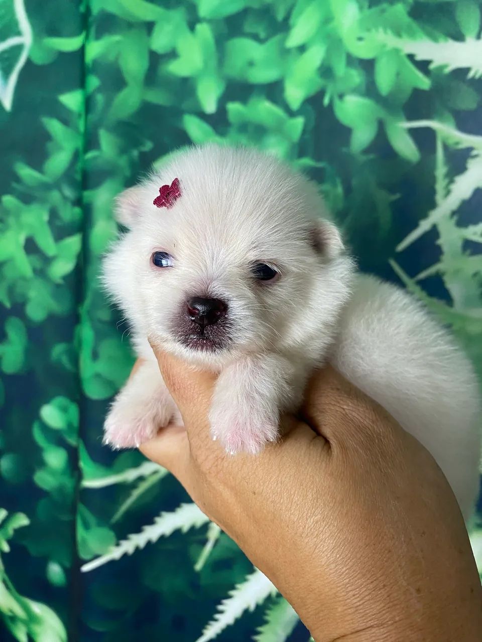 Spitz alemão com pedigree  - Foto 4