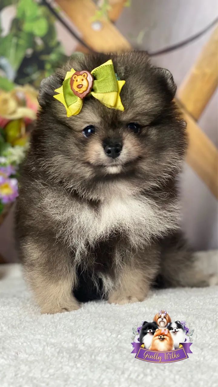 Macho de Spitz alemão  - Foto 2
