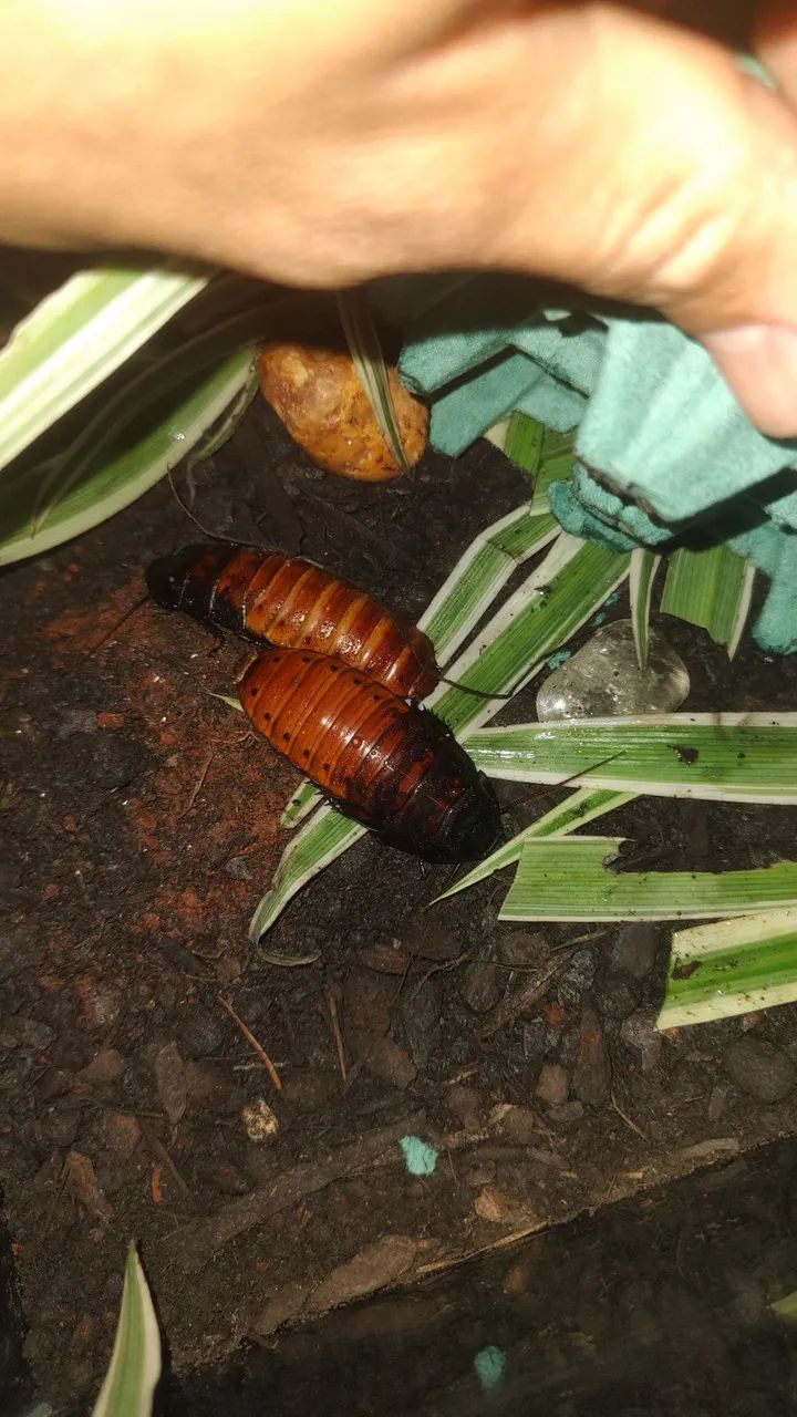 Barata madagascar 