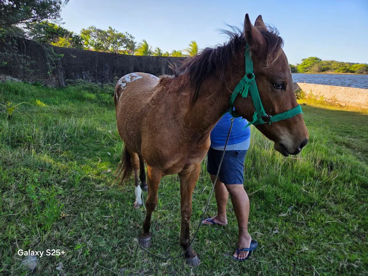 Cavalo quarto de milha  - Foto 3