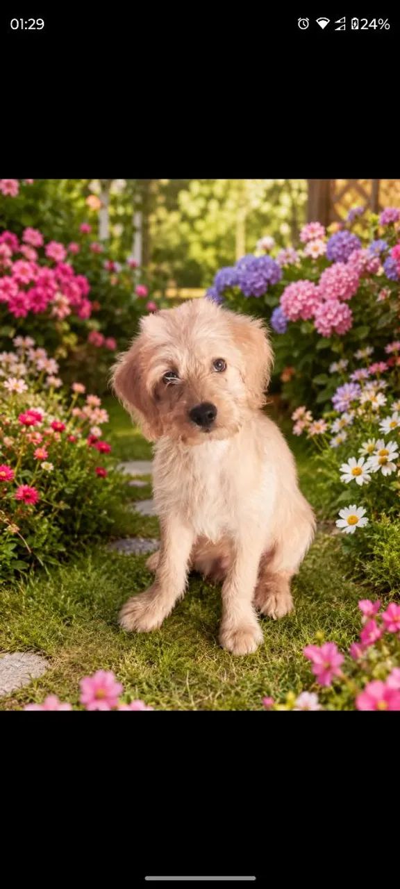 Filhote de poodle toy  - Foto 2