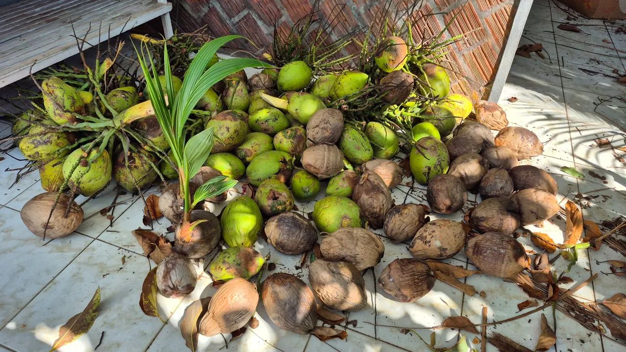 Temos mudas de coco e coco seco à venda! - Foto 3