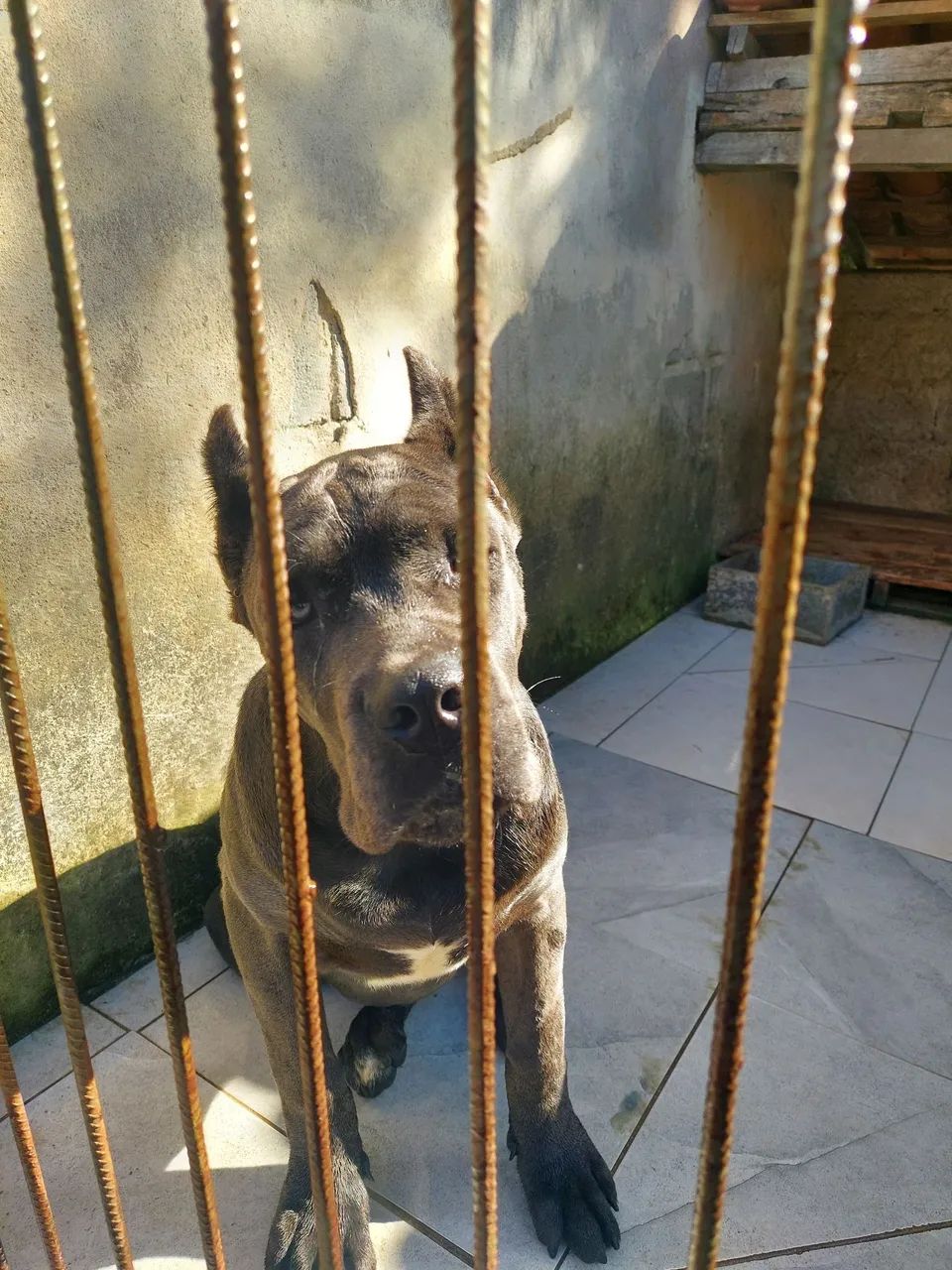Cane couso  - Foto 3