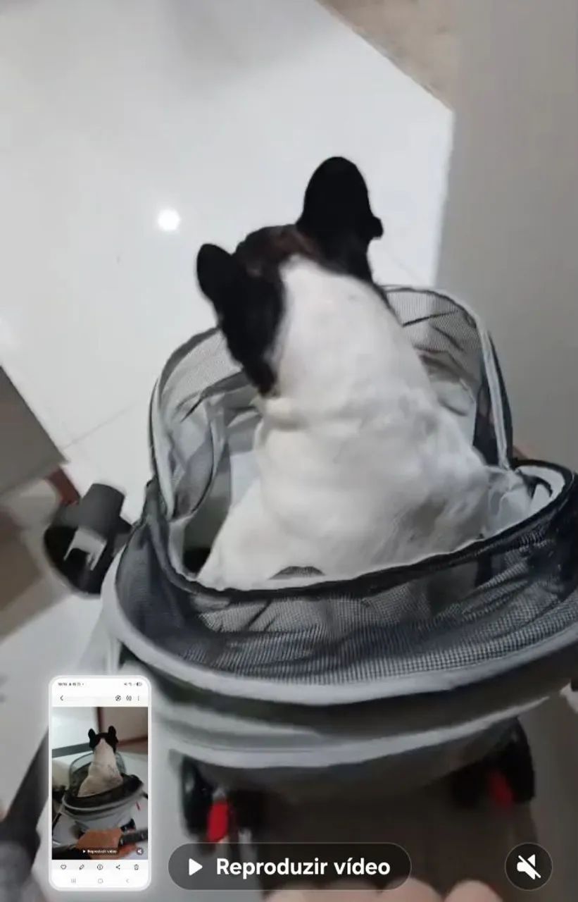 Carrinho de cachorro ? 
