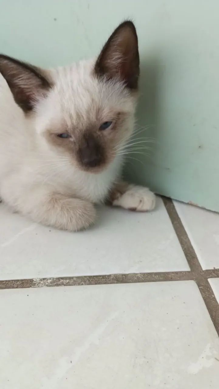 Gatos para adoção  - Foto 2
