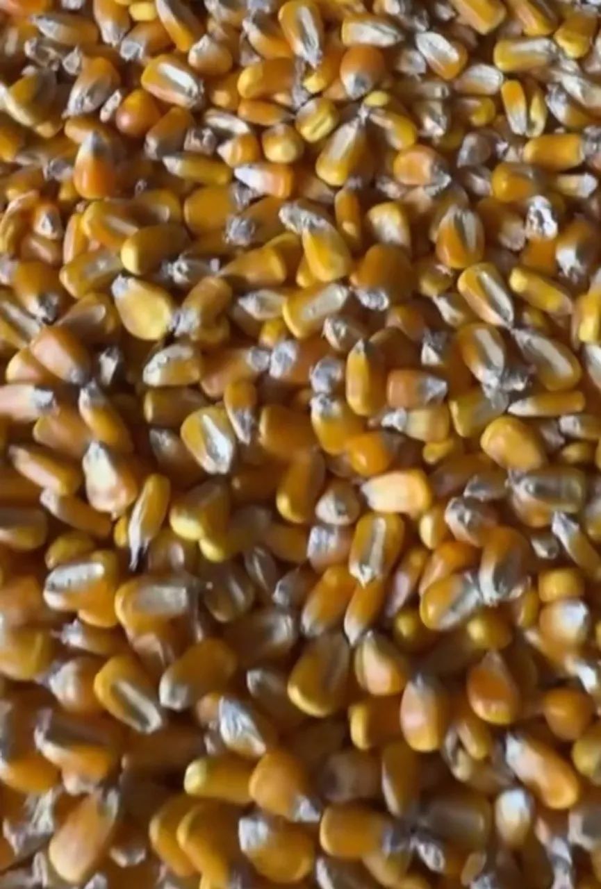 Milho em Grãos e Moído, Farelo de Soja moído, Farelo de Algodão moído produção propria - Foto 6